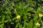 Common cinquefoil